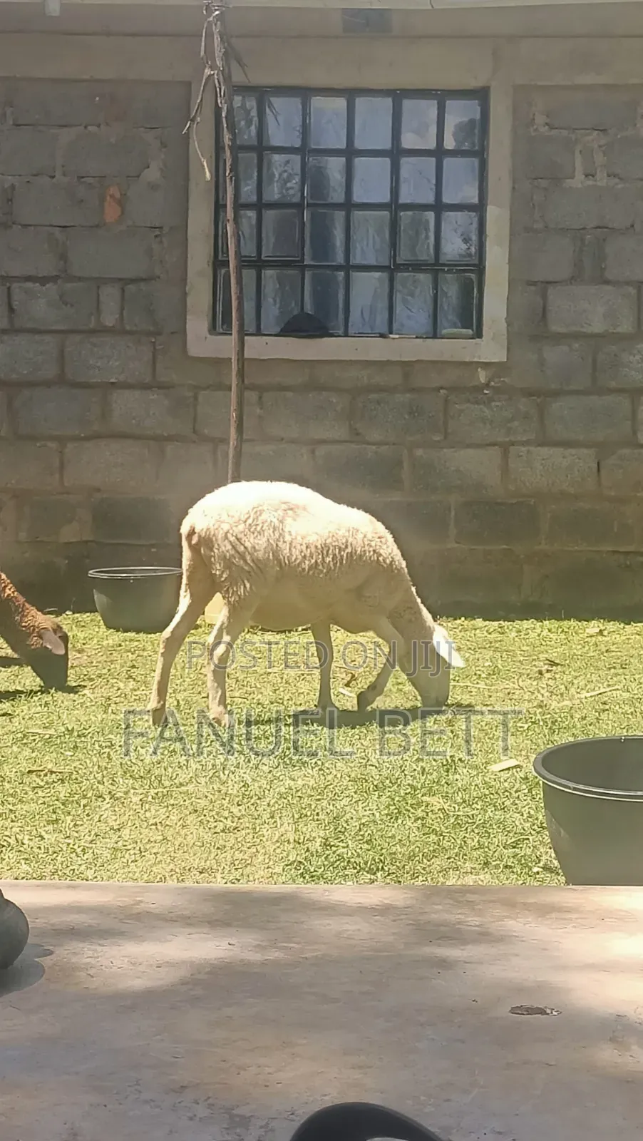 Ewe Sheep on Sale