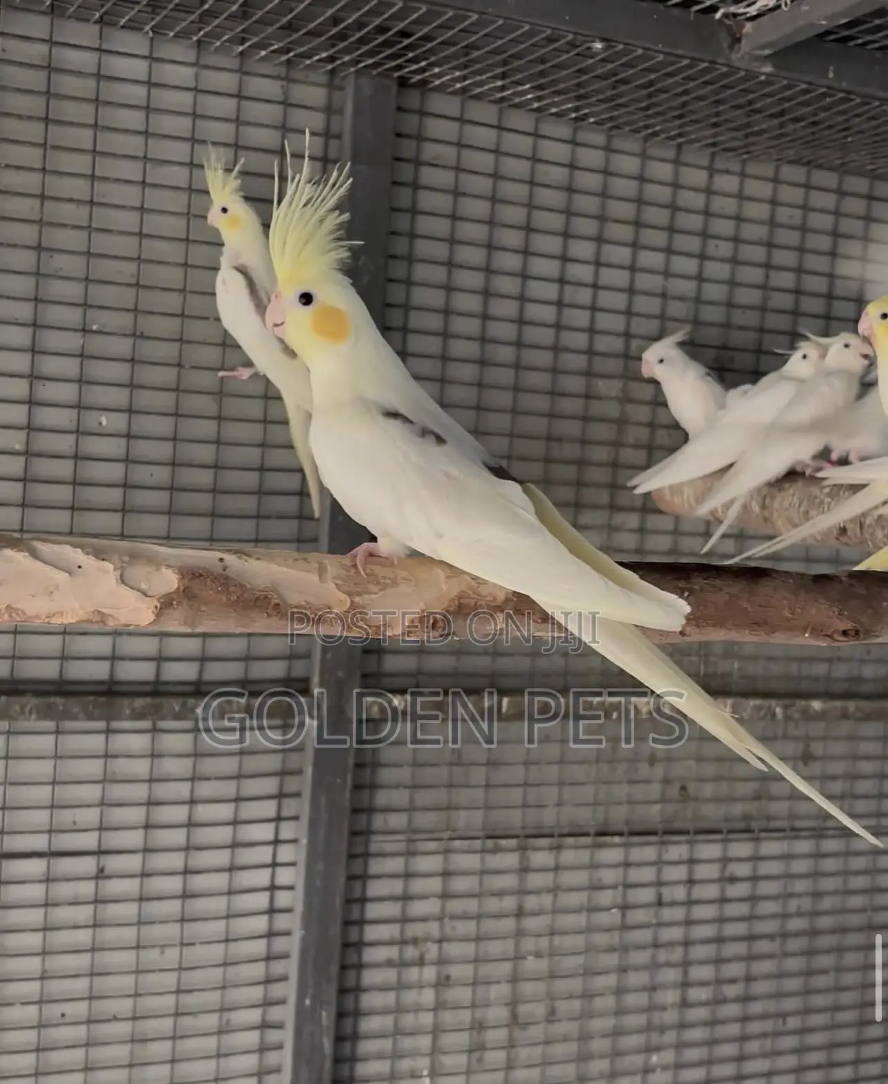 Male Cockatiels
