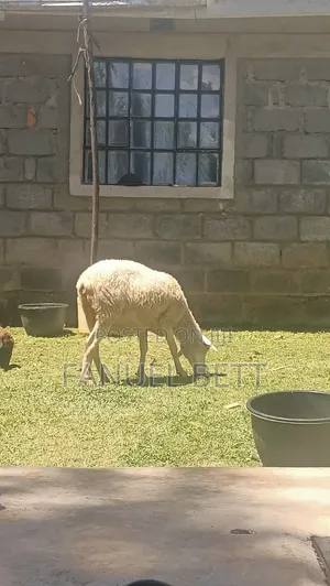 Ewe Sheep on Sale