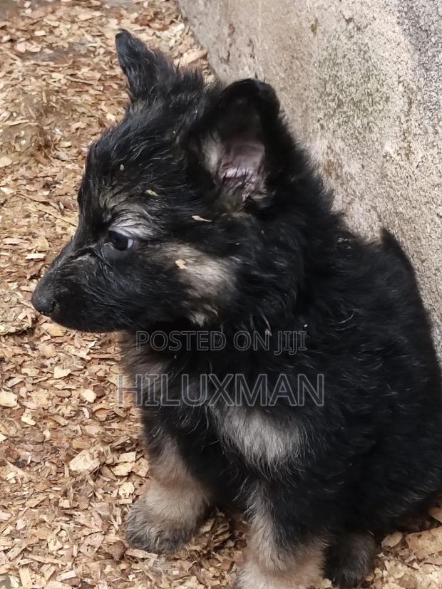 1-3 months Male Purebred German Shepherd