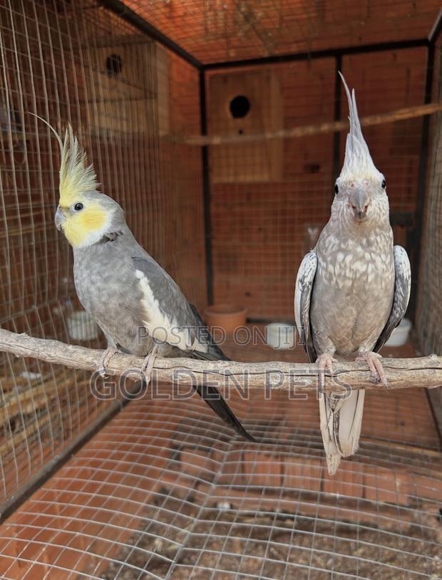 Breeding Pair - main view