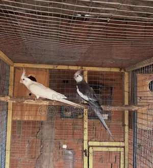 Breeding Bonded Pair