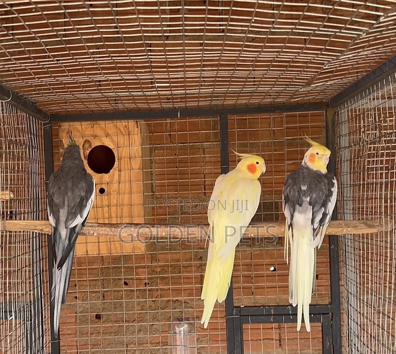 Cockatiels Budgies