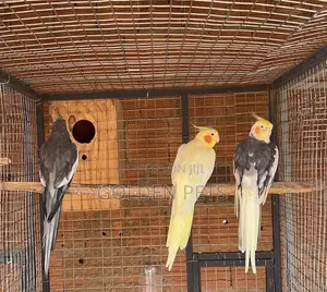 Cockatiels Budgies