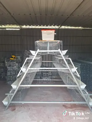 A Type Chicken Cages