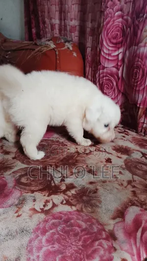1-3 months Female Purebred Japanese Spitz