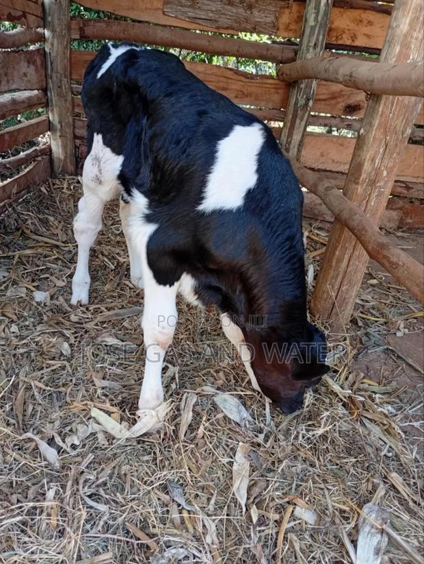 Calf for Sale - main view
