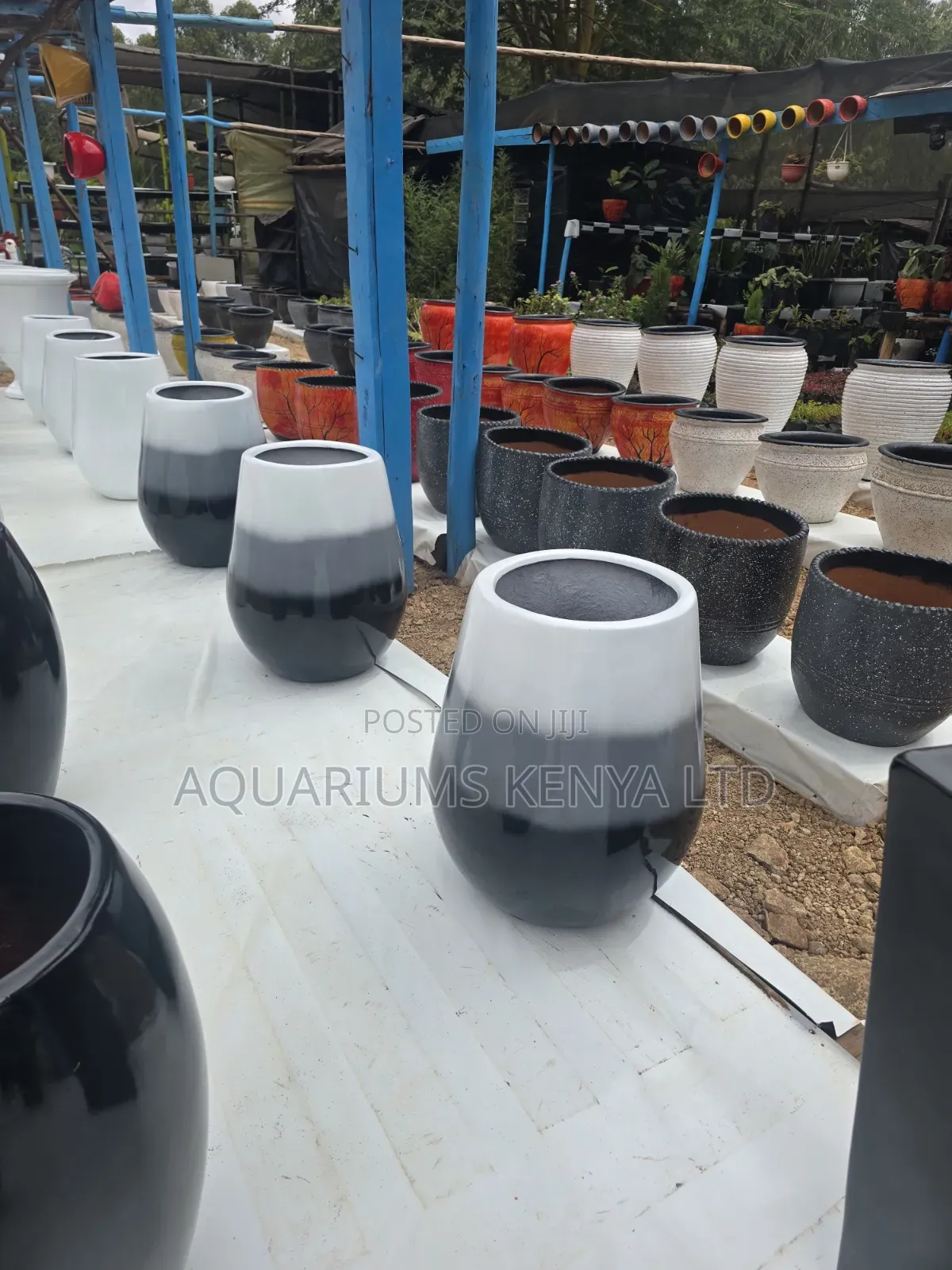 Fibre Pots With Live Plants