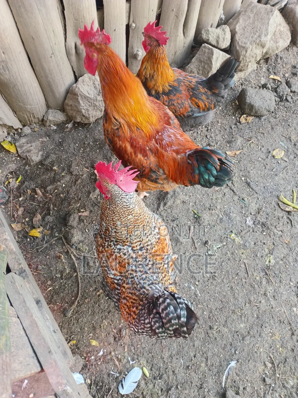 Improved Kienyeji Roasters