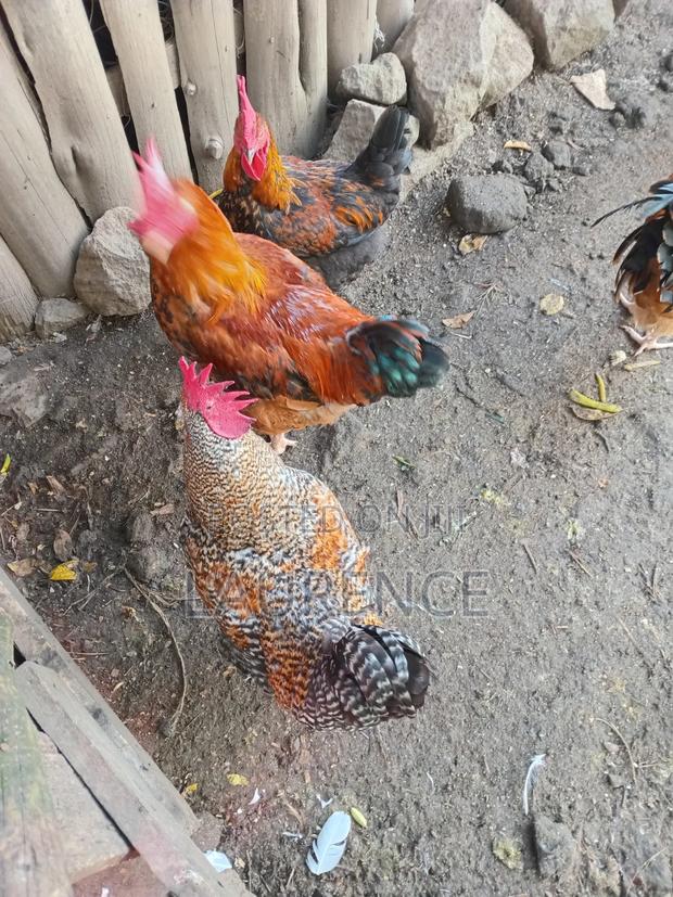 Improved Kienyeji Roasters - thumbnail 4