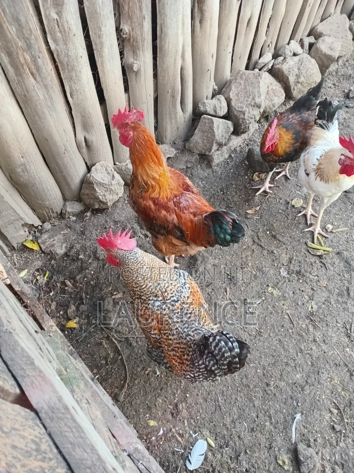 Improved Kienyeji Roasters
