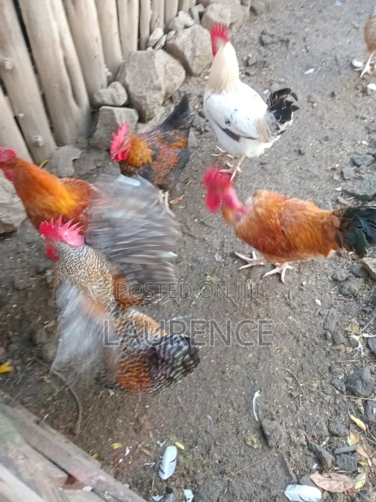 Improved Kienyeji Roasters