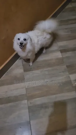 1+ year Female Purebred Japanese Spitz