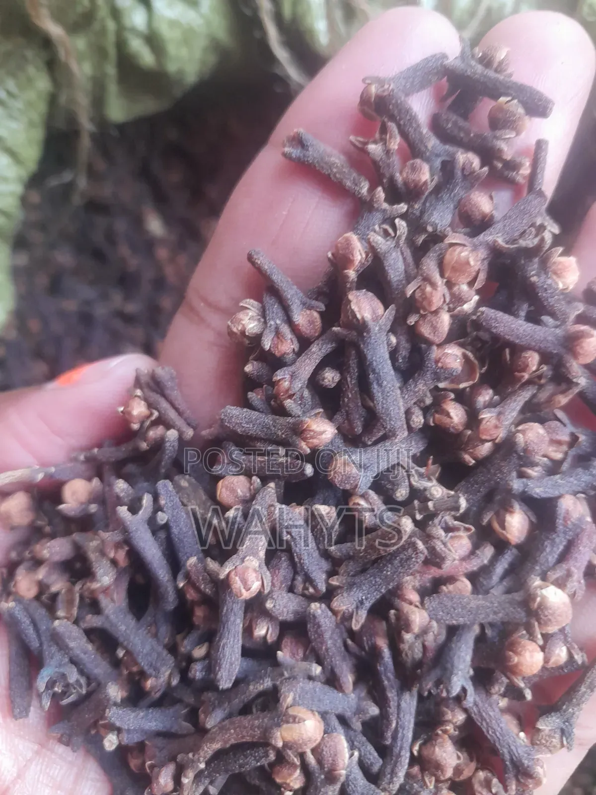 Organic Cloves