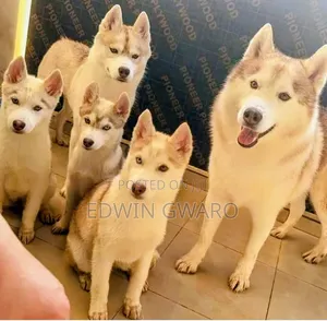 6-12 months Male Purebred Siberian Husky