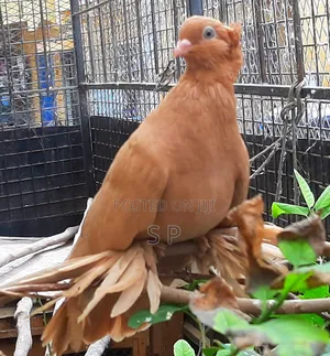 Samli/Chai Mature