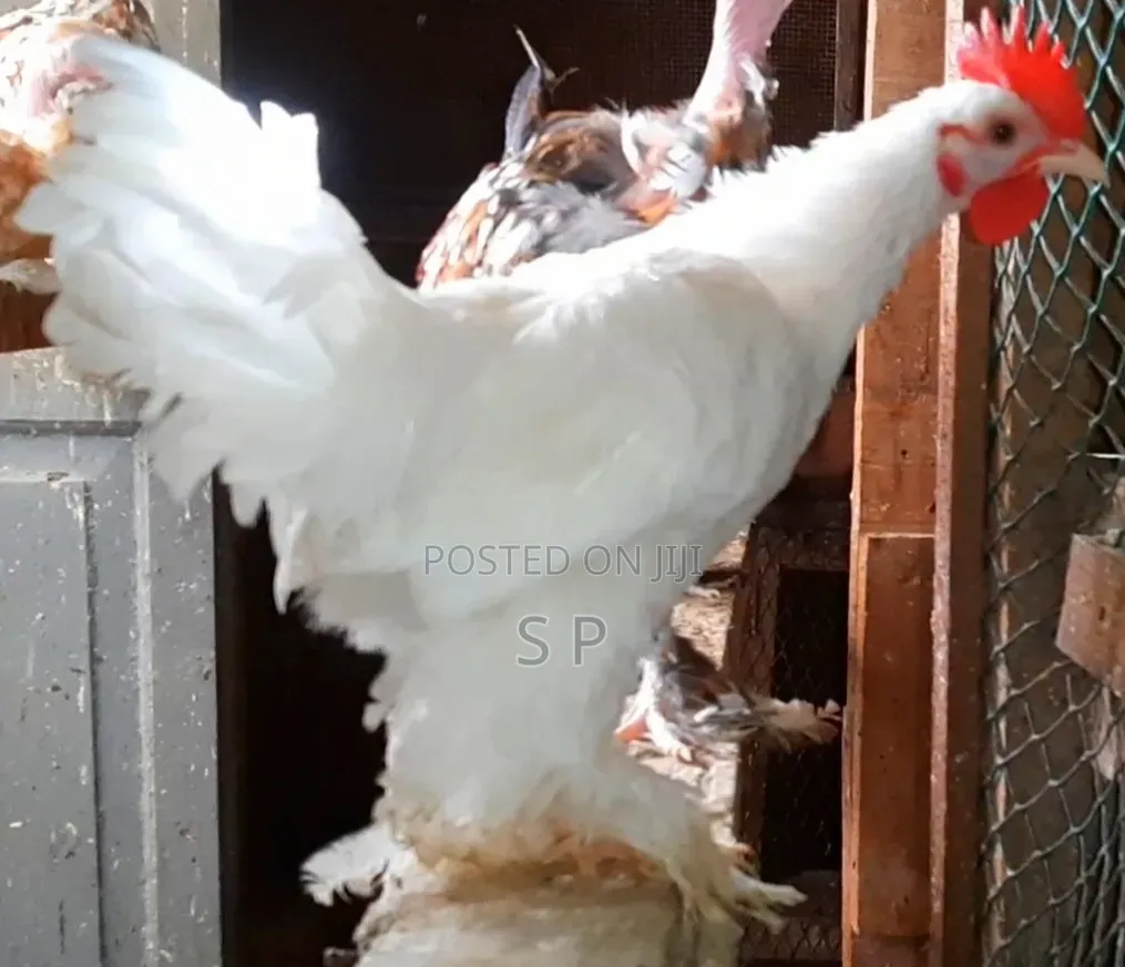 Pure White Booted Bantam Male