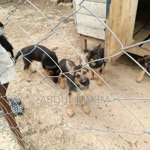 3-6 months Female Purebred German Shepherd