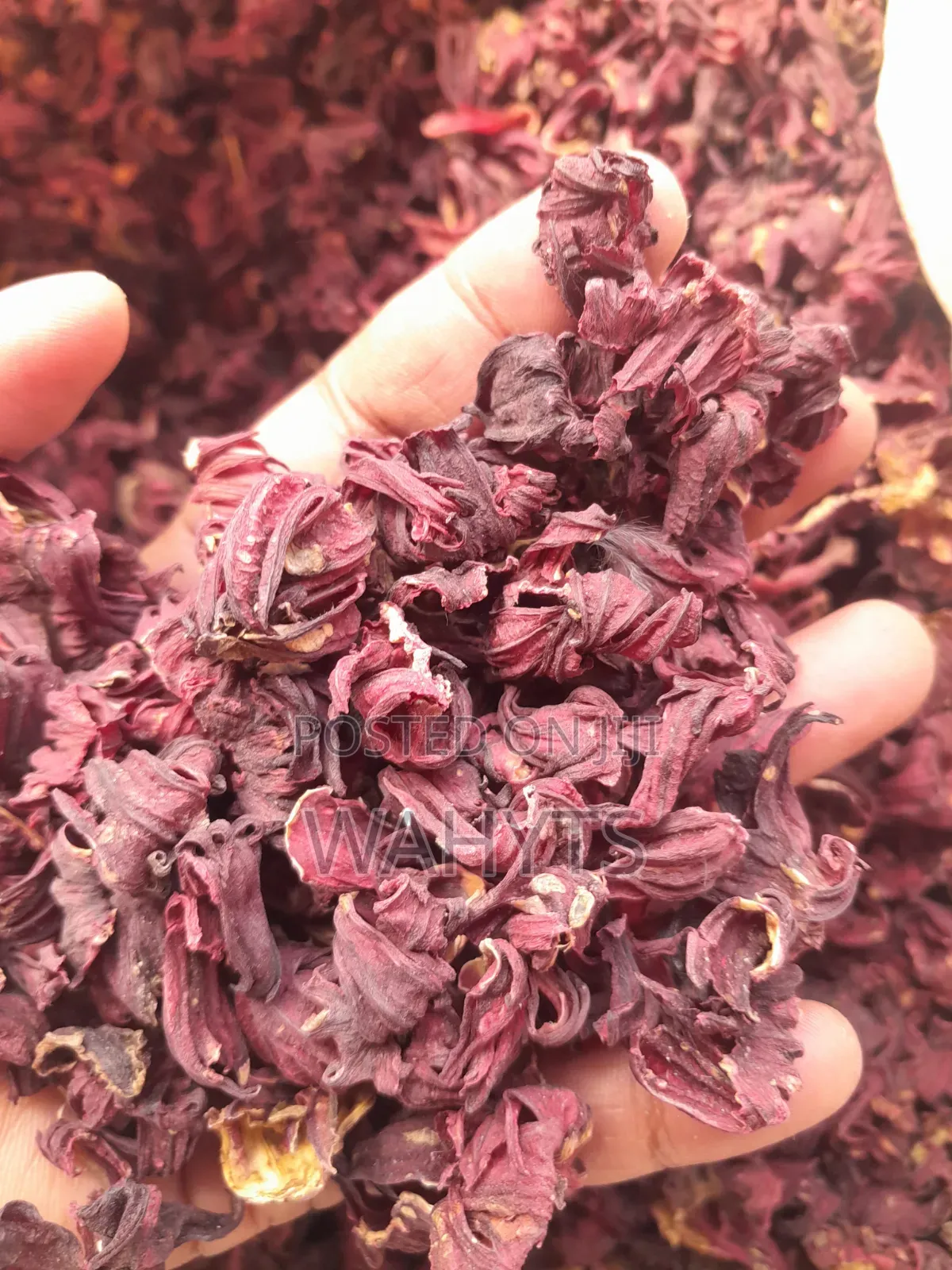 Organic Hibiscus