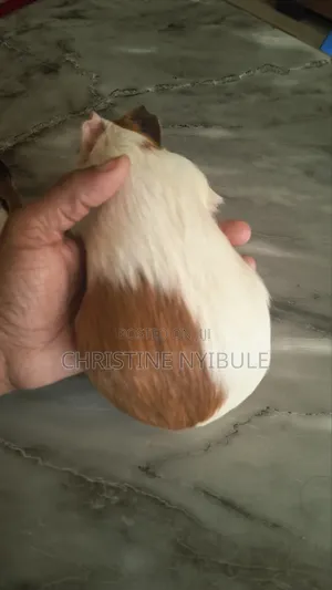 American Female Guineapigs