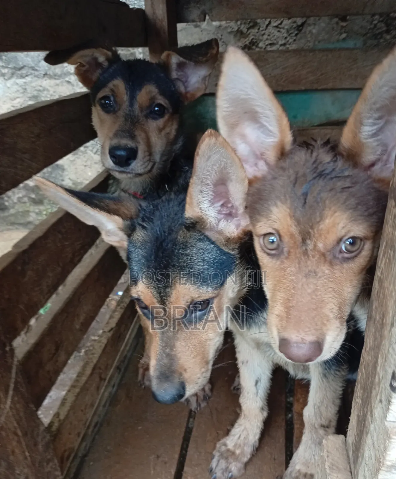 1-3 months Female Purebred German Shepherd
