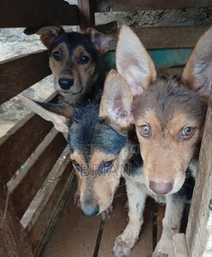 1-3 months Female Purebred German Shepherd