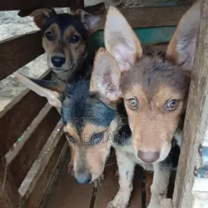 1-3 months Female Purebred German Shepherd