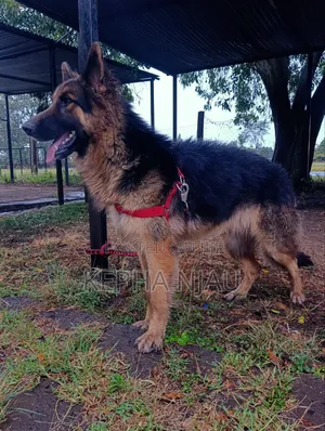 6-12 months Male Purebred German Shepherd