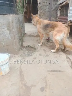 6-12 months Female Purebred German Shepherd