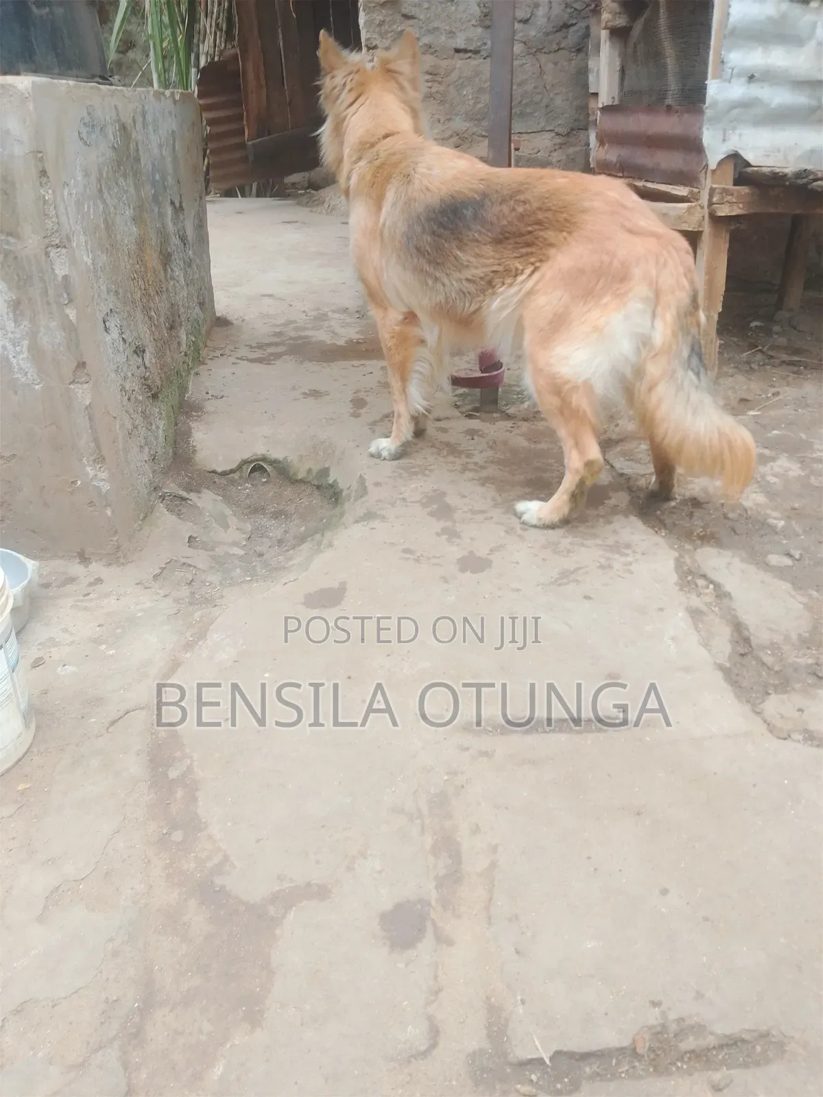 6-12 months Female Purebred German Shepherd