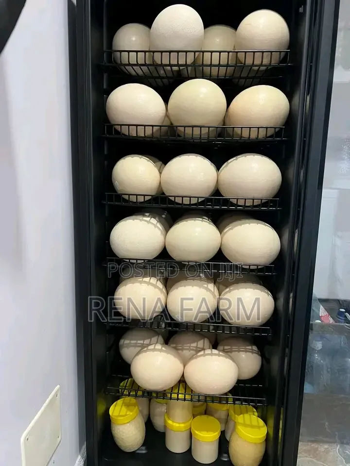 Fresh Ostrich Eggs