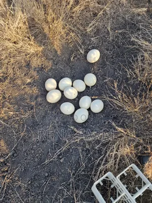 Fresh Ostrich Eggs