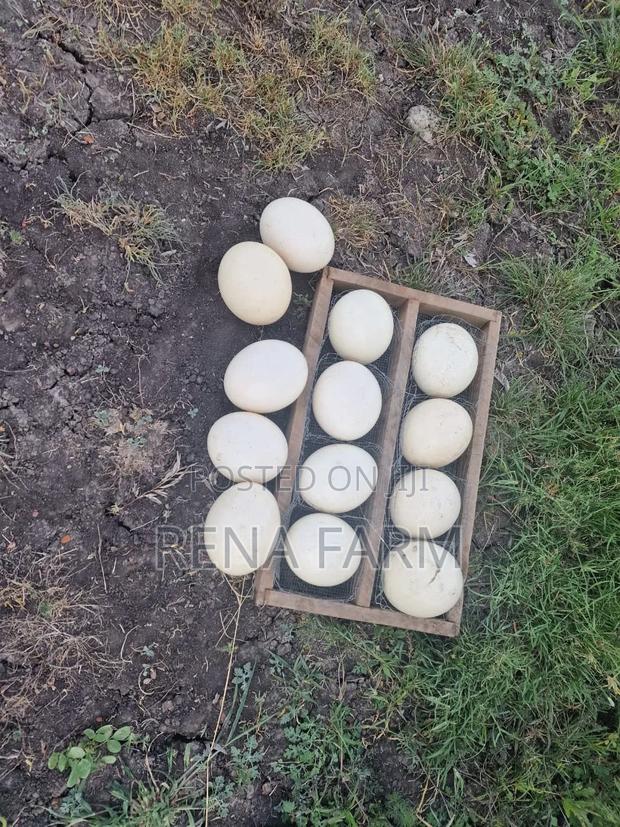 Fresh Ostrich Eggs
