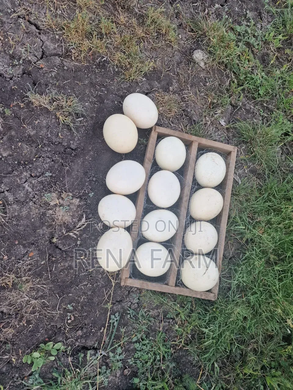 Fresh Ostrich Eggs