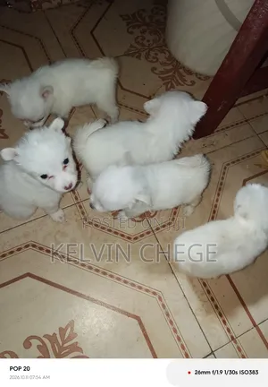 1-3 months Male Purebred Japanese Spitz
