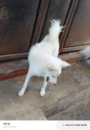 6-12 months Female Purebred Japanese Spitz