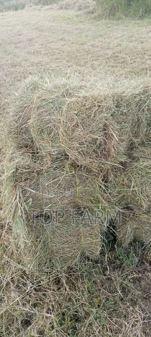 Hay for Sale. 190 Per Bale