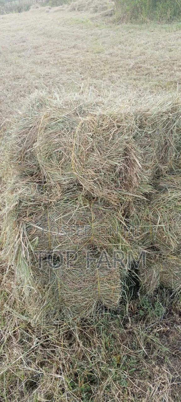 Hay for Sale. 190 Per Bale - thumbnail 2