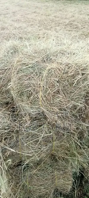 Hay for Sale. 190 Per Bale