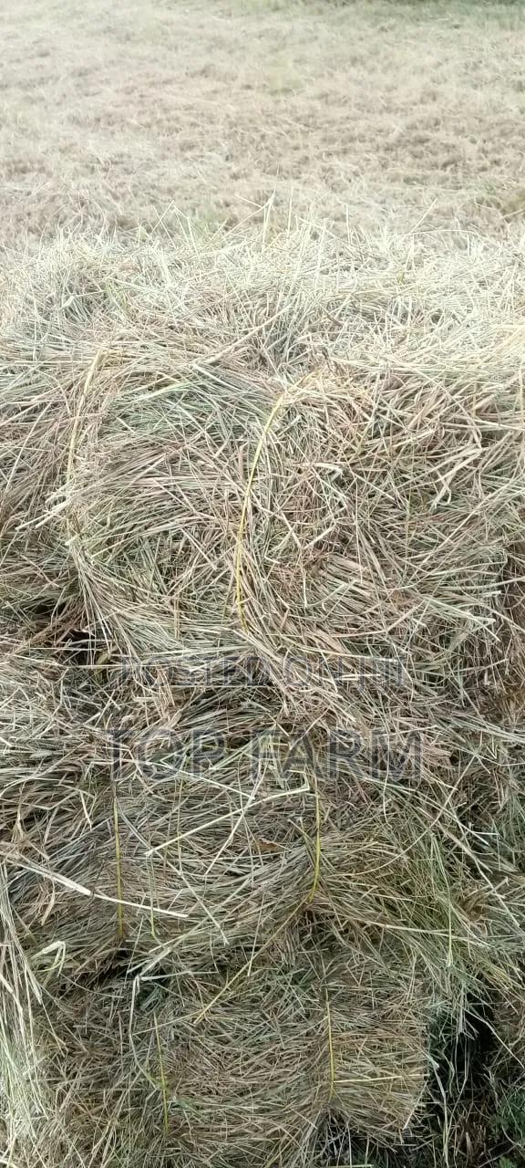 Hay for Sale. 190 Per Bale - thumbnail 3