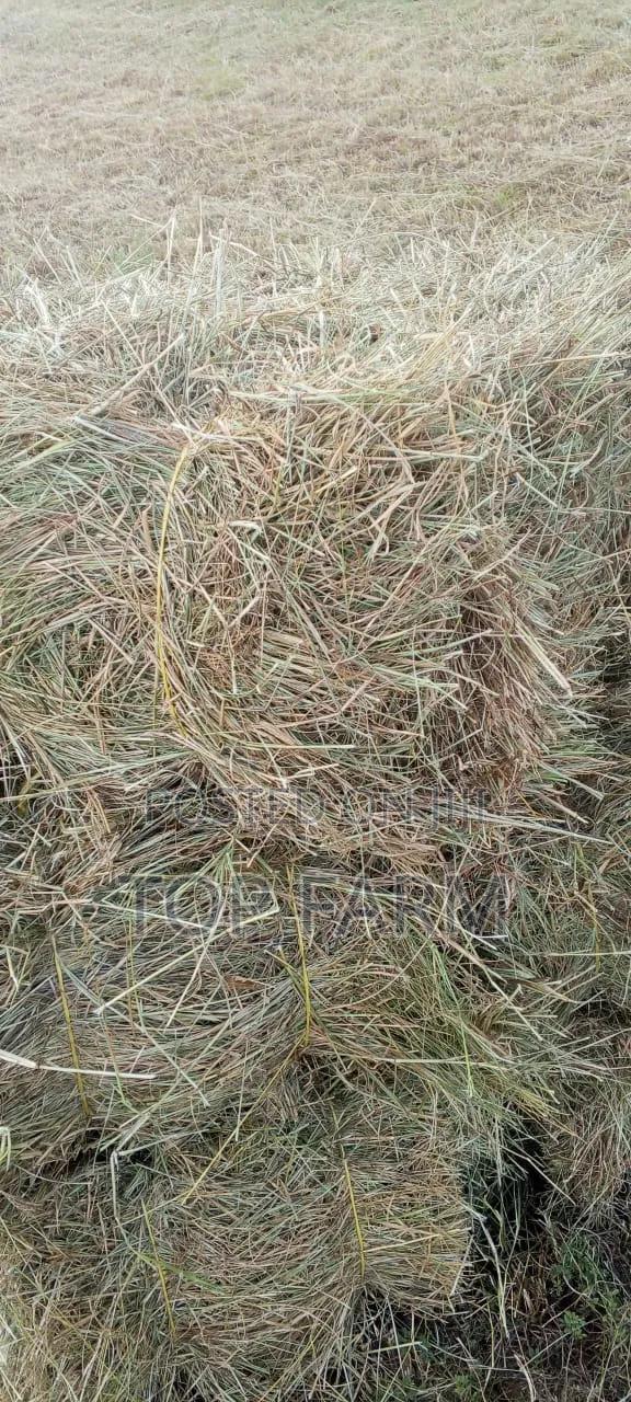 Hay for Sale. 190 Per Bale - thumbnail 4