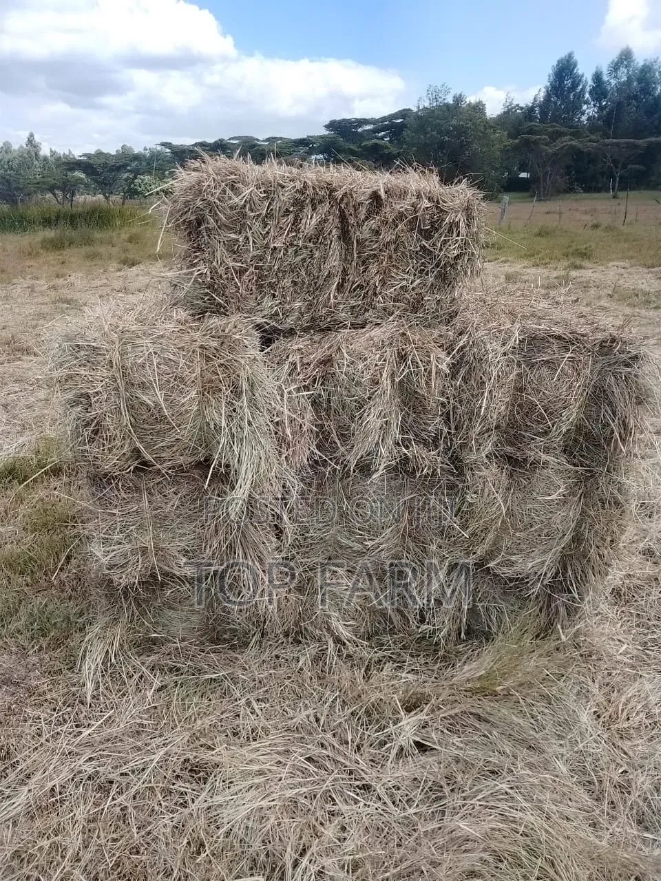 Hay for Sale. 190 Per Bale