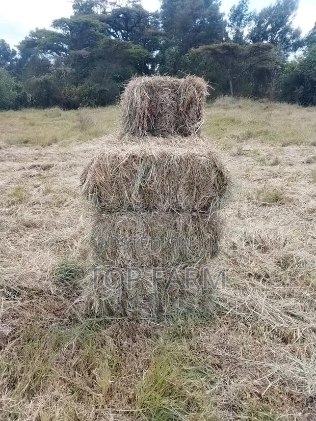 Hay for Sale. 190 Per Bale - thumbnail 7