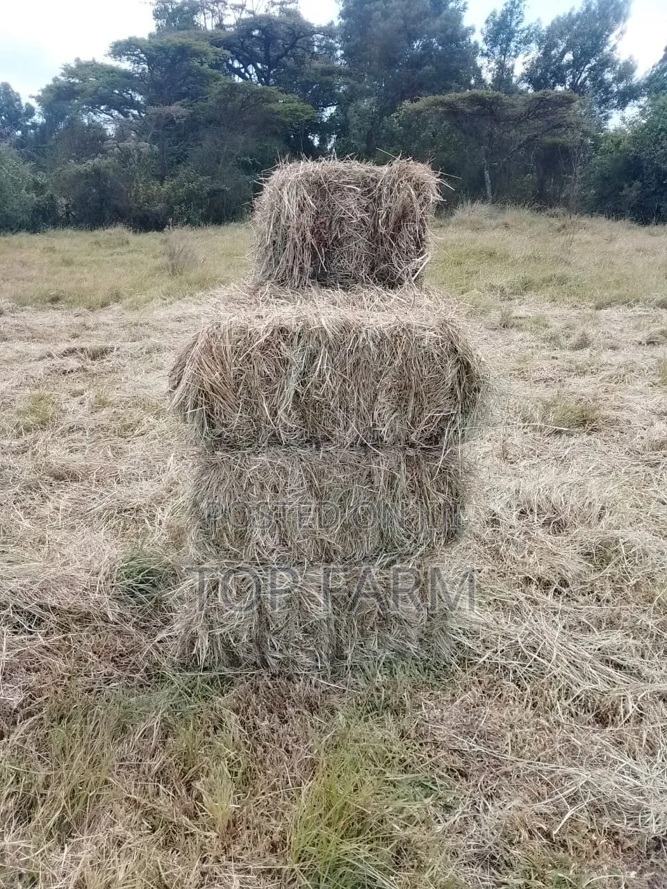 Hay for Sale. 190 Per Bale