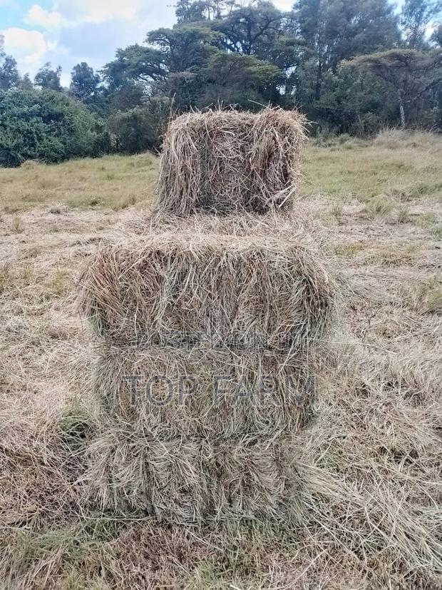 Hay for Sale. 190 Per Bale - thumbnail 8