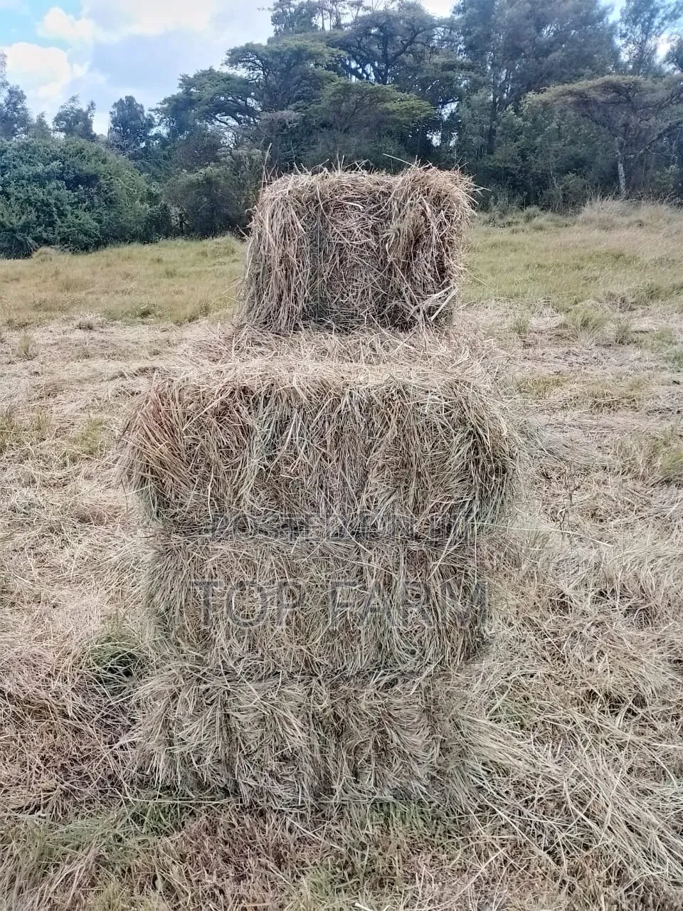 Hay for Sale. 190 Per Bale