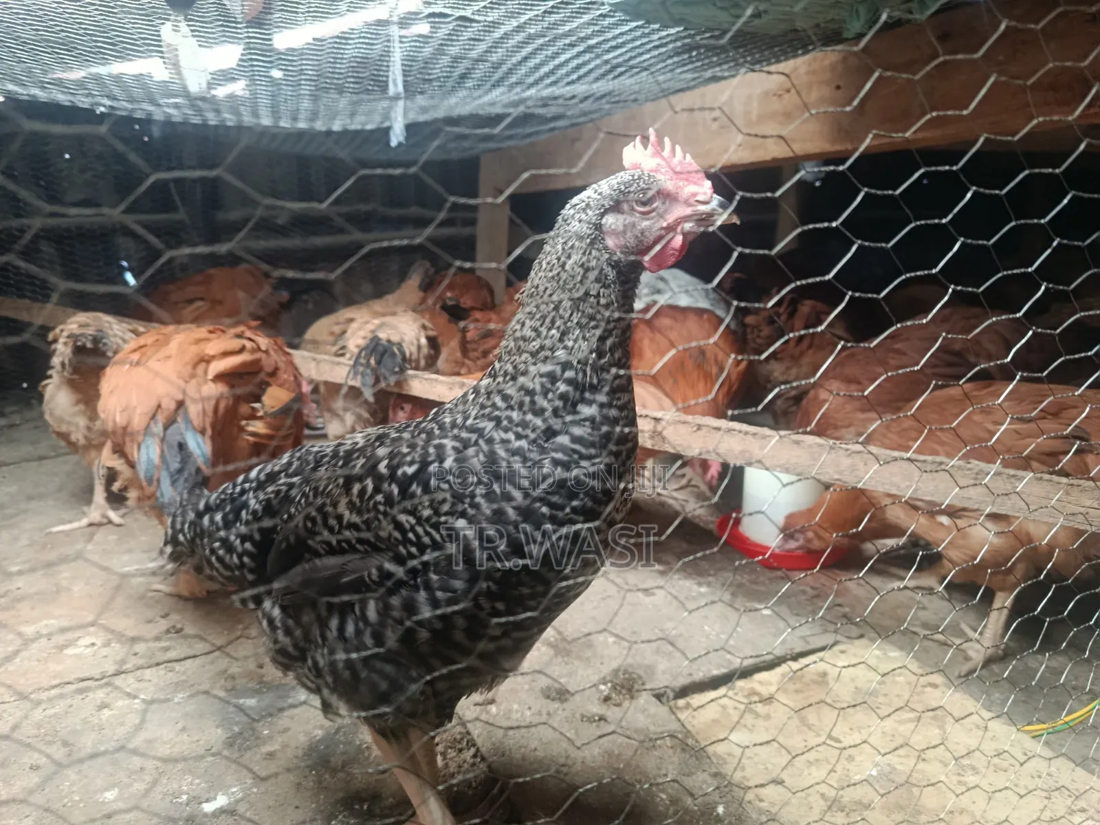 Improved Kienyeji - Sasso Breed