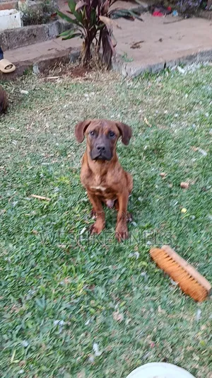 6-12 months Male Purebred Boerboel