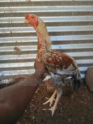 Male Kuchi Chicken