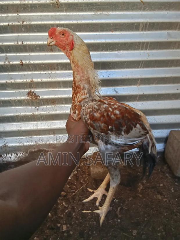 Male Kuchi Chicken